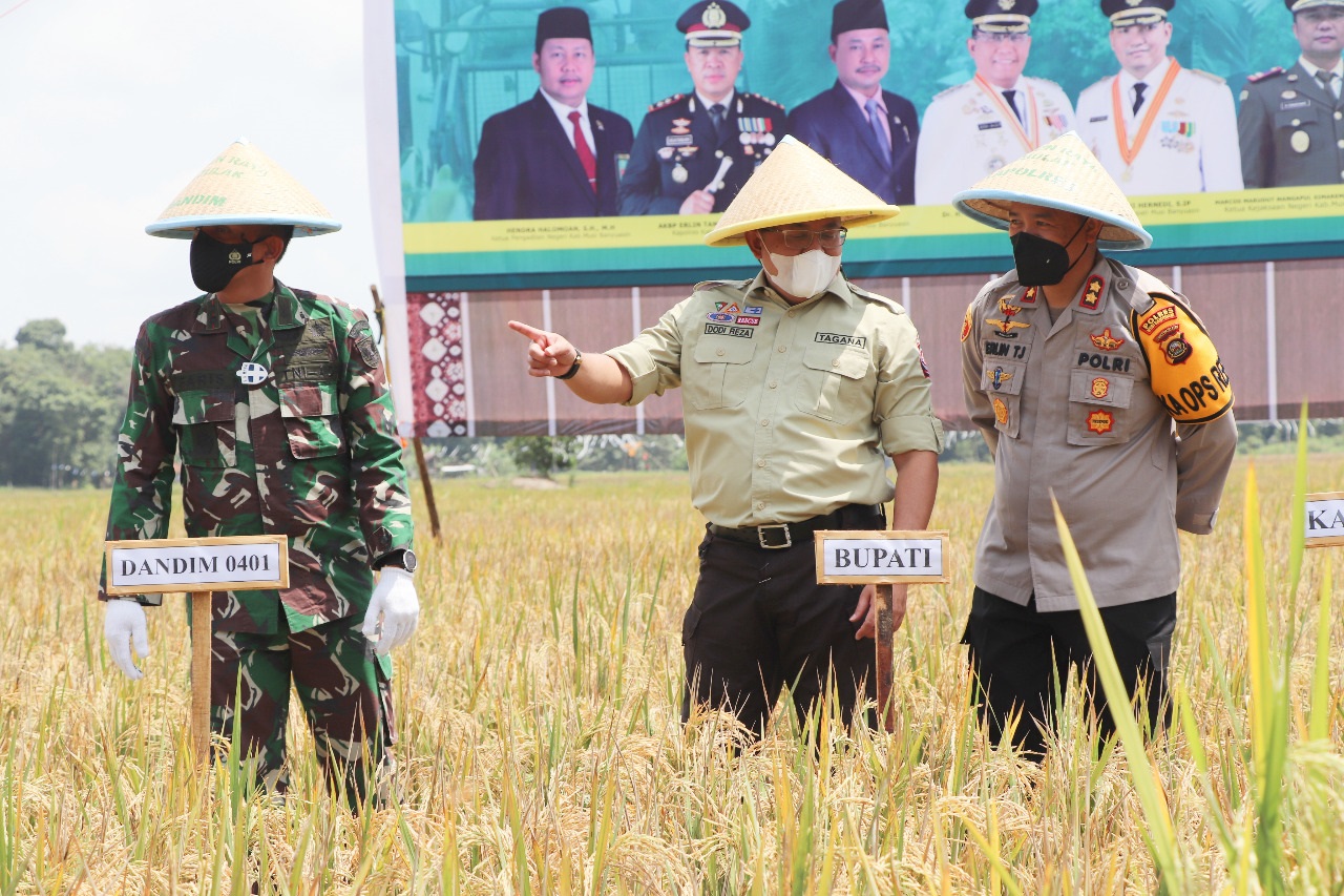 MELALUI PANEN RAYA WUJUD SINERGITAS TNI, POLRI, PEMKAB MUBA DAN MASYARKAT NGULAK  MEMUJUDKAN KET